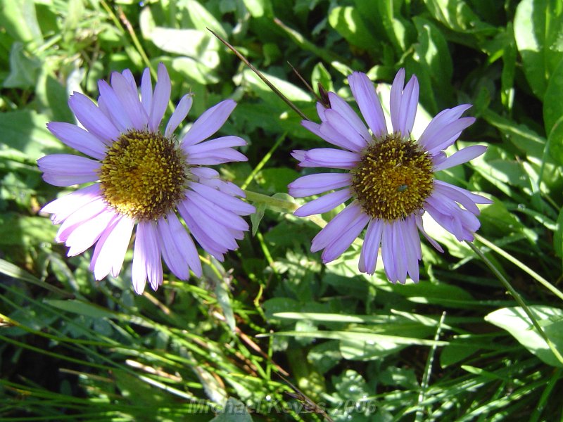 DSC03898.JPG - Wild Flowers on Lost Man Trail