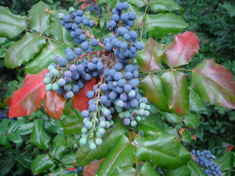 DSC06462.JPG - berries