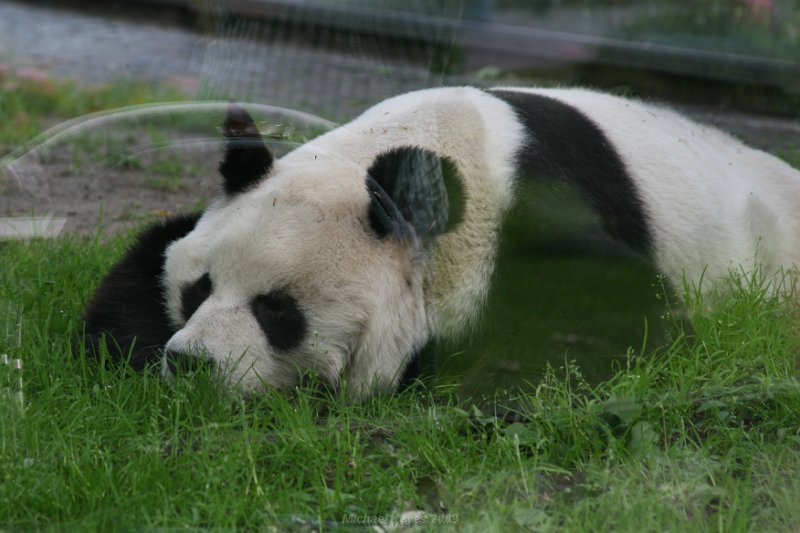 IMG_3190.JPG - Panda