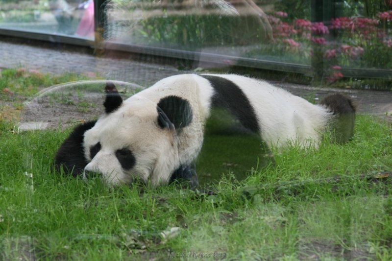 IMG_3191.JPG - Panda