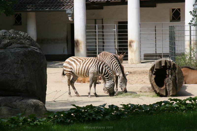 IMG_3263.JPG - zebras