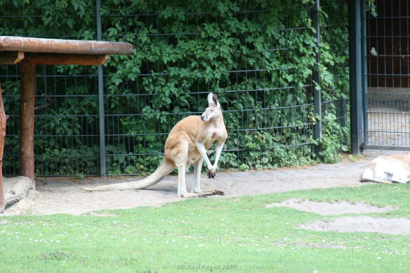 IMG_3271.JPG - kangaroo