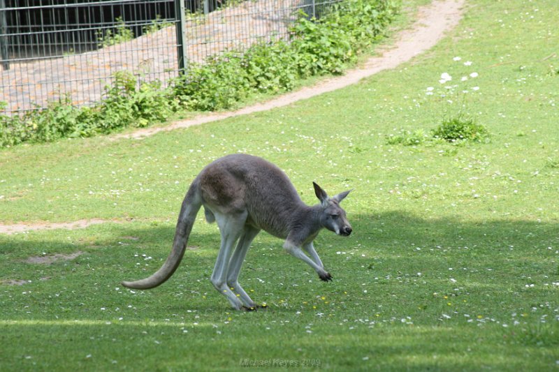 IMG_3275.JPG - kangaroo