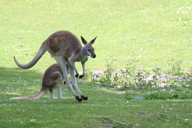 IMG_3285.JPG - kangaroo