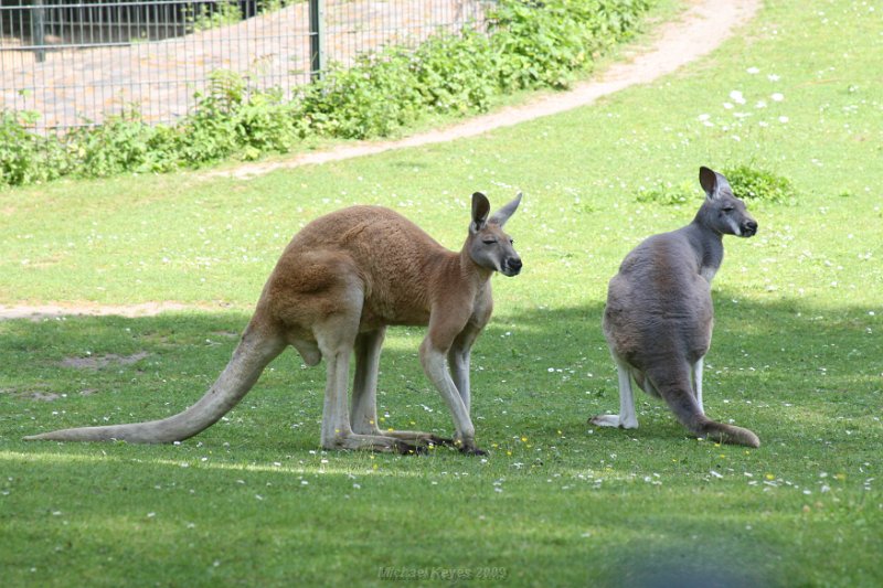 IMG_3286.JPG - kangaroo