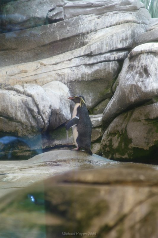 IMG_3315.JPG - penguin