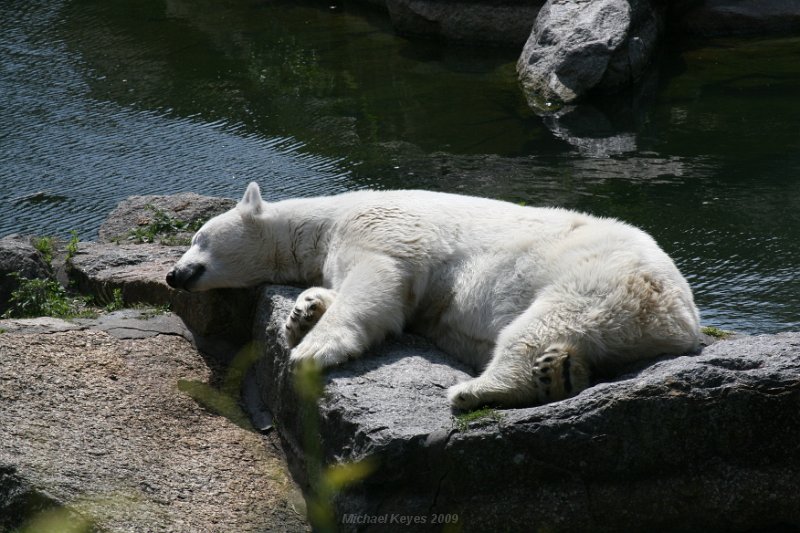 IMG_3332.JPG - polar bear