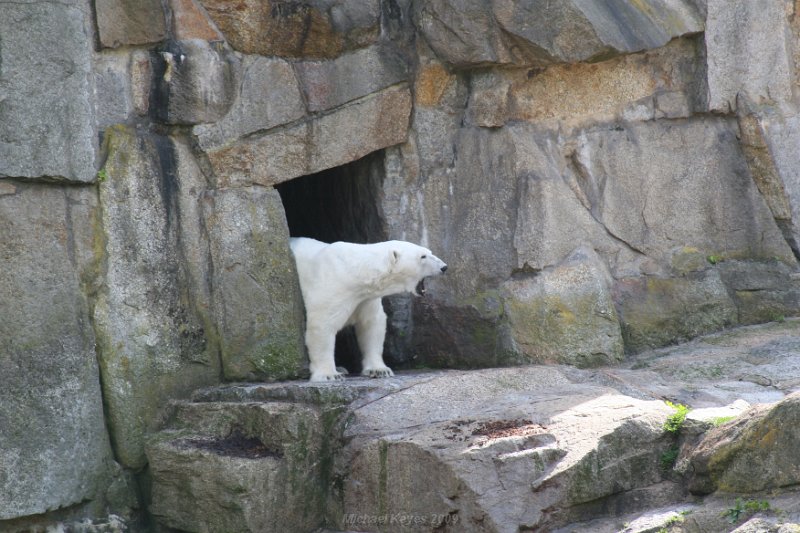 IMG_3335.JPG - polar bear