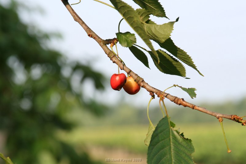 IMG_4167.JPG - Early Morning Walk