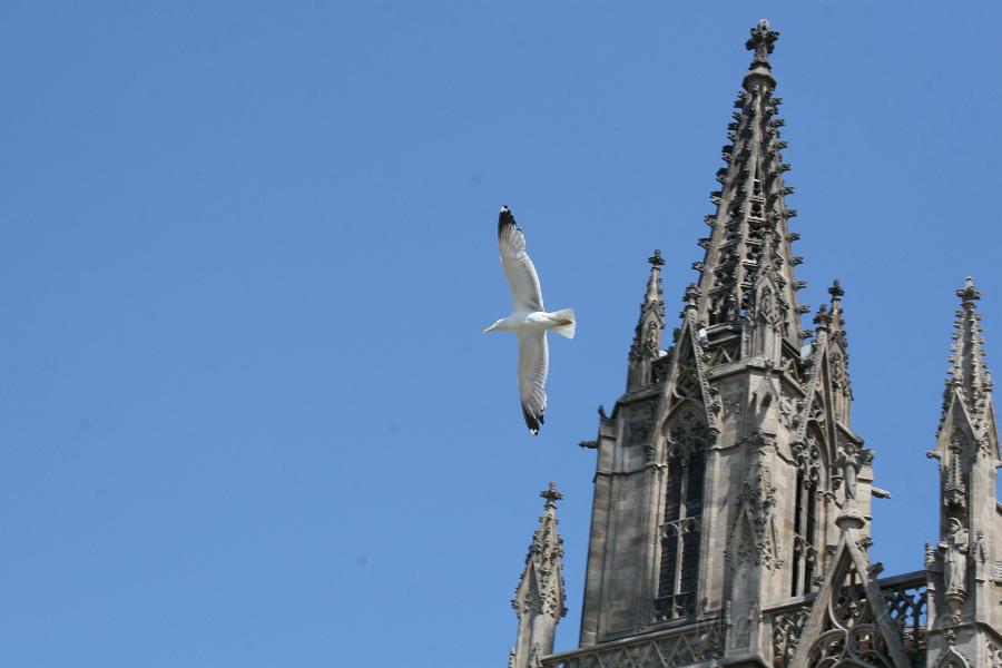 IMG_5605.JPG - Jonathan Livingston Seagull I presume