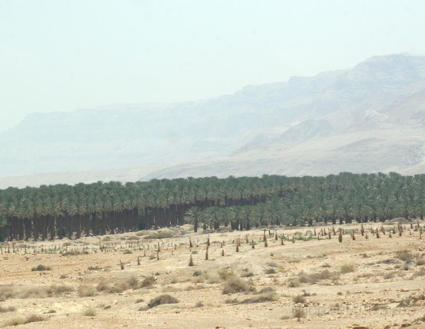 IMG_7154.JPG - OASIS On the Drive to Masada