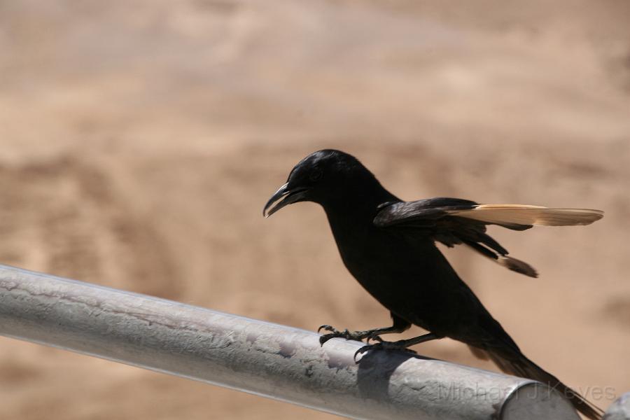 IMG_7203.JPG - Bird Landing at Masada