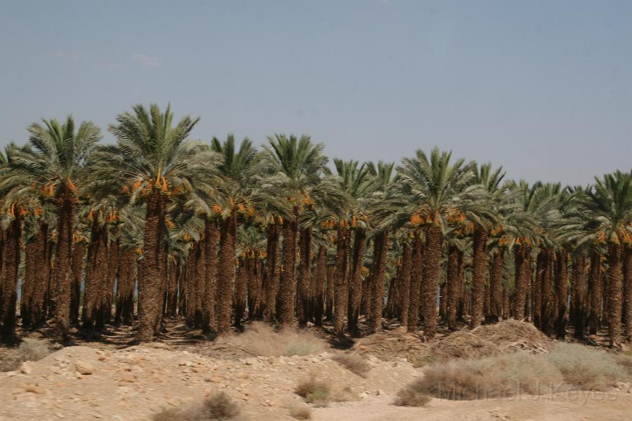 IMG_7248.JPG - Pineapple Trees in the Desert