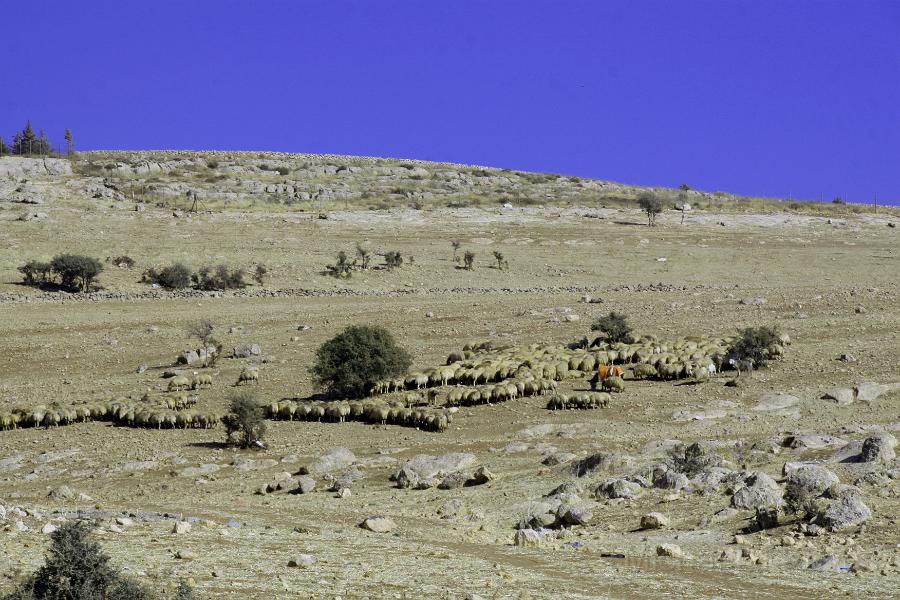 IMG_8563.JPG - Sheep Herd