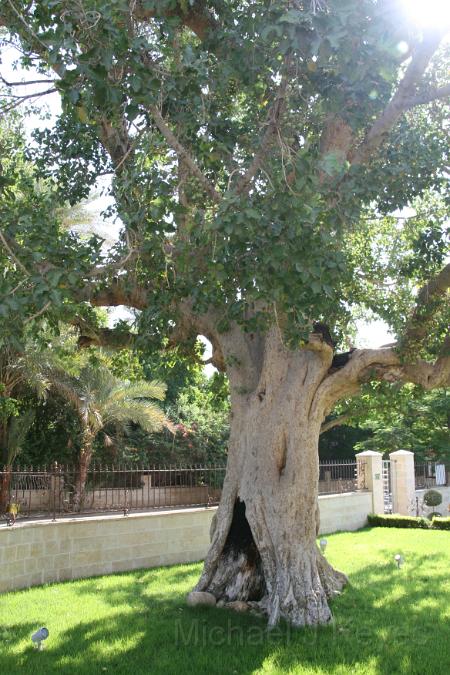 IMG_7432.JPG - Zacheus' Tree in Jericho