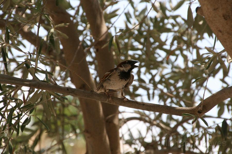 IMG_7341.JPG - Bird in the Garden at Tagbah