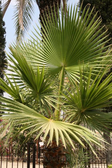 IMG_7384.JPG - Palms