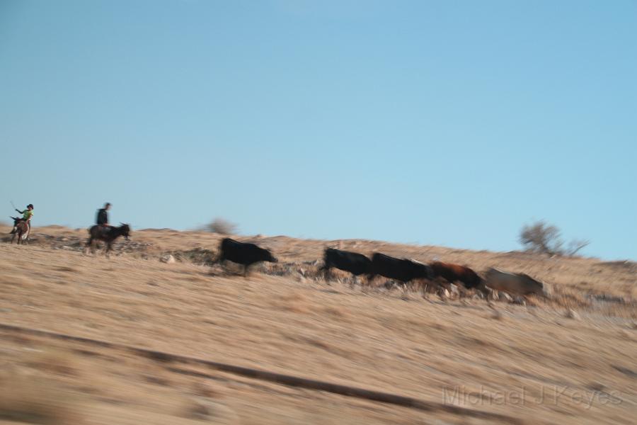 IMG_7422.JPG - Shepherds on the Move