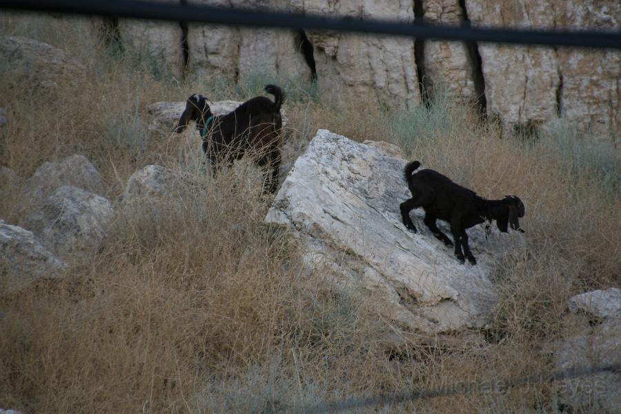 IMG_6673.JPG - Neighborhood goats near El Amir Castle