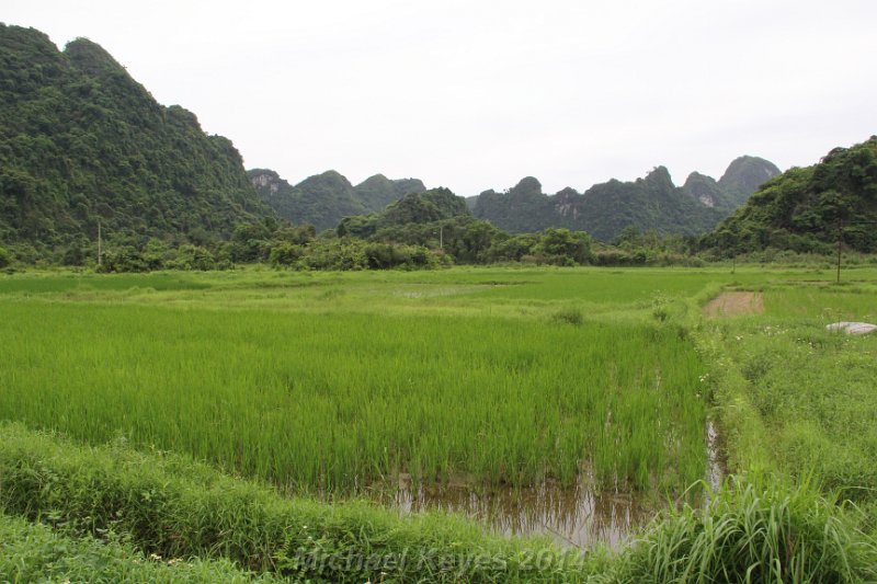 IMG_8408.JPG - Small Rice paddy