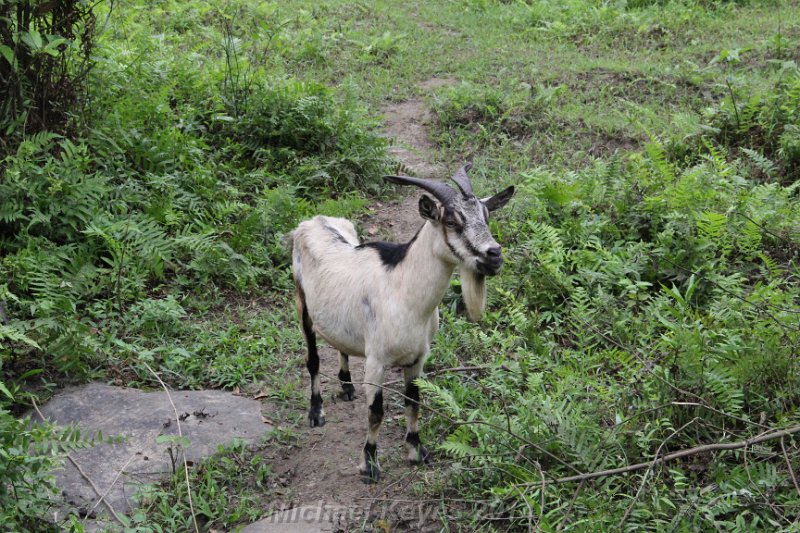 IMG_8505.JPG - Goats