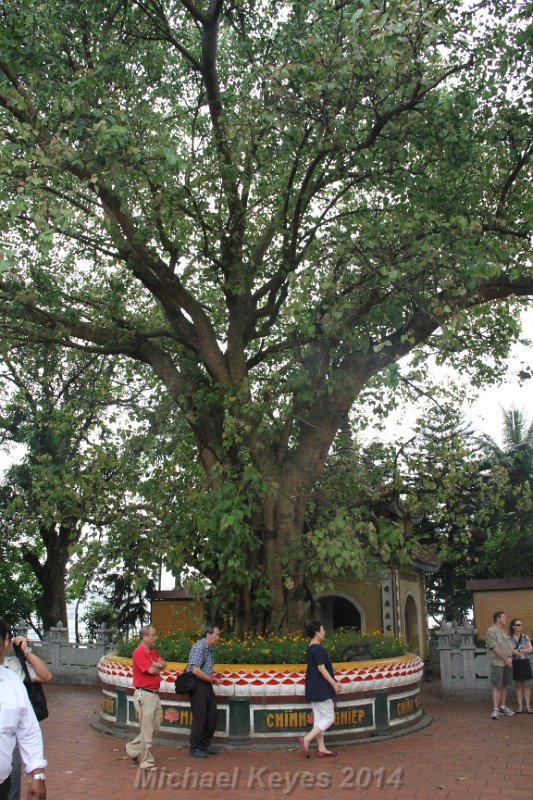 IMG_7440.JPG - This tree grew from a cutting of the original tree in Bodh Gaya, India under which the Buddha sat and achieved enlightenment.