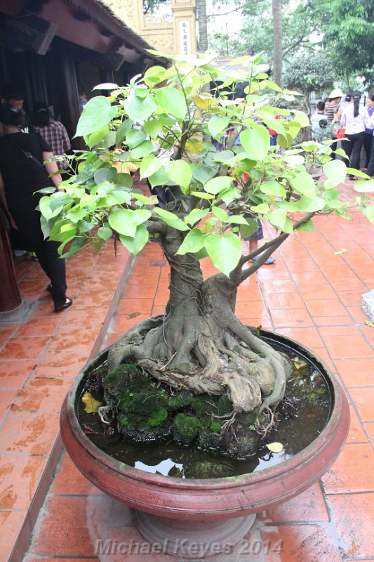 IMG_7444.JPG - Miniature Bodhi Tree, larger one on the grounds