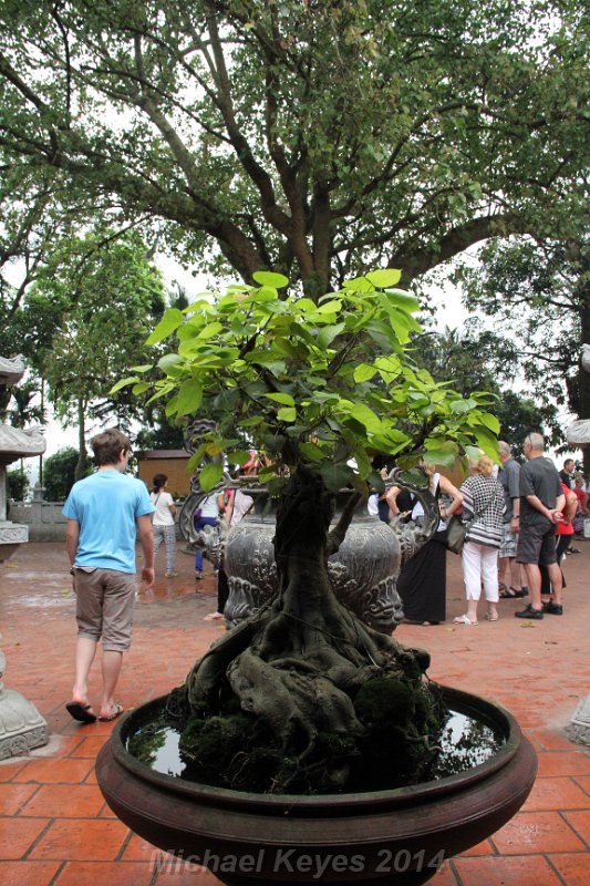 IMG_7467.JPG - Miniature Bodhi Tree