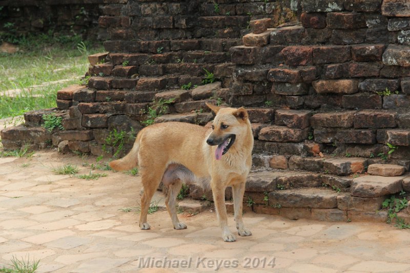 IMG_0173.JPG - Happy Dog