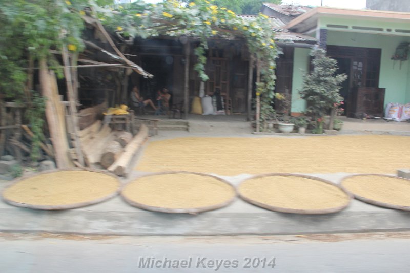 IMG_0293.JPG - Drying Rice