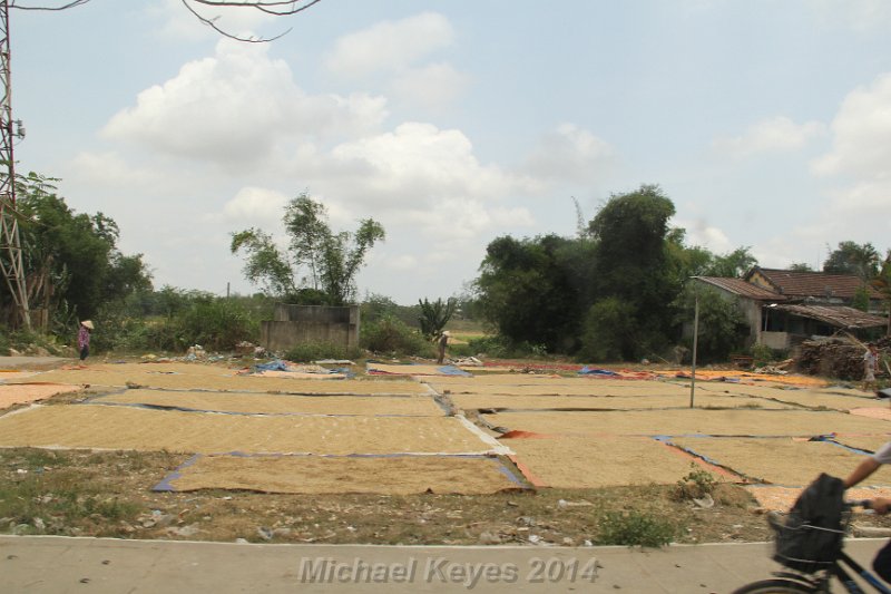 IMG_0295.JPG - Drying rice