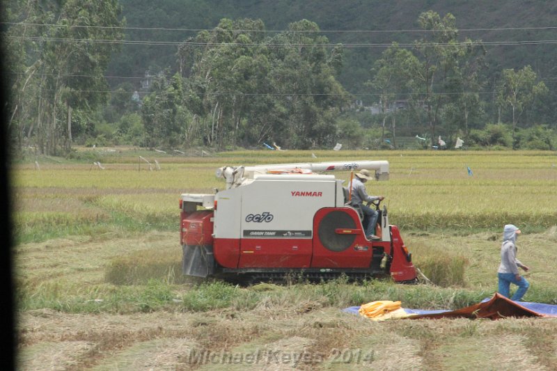 IMG_0303.JPG - Rice Harvest