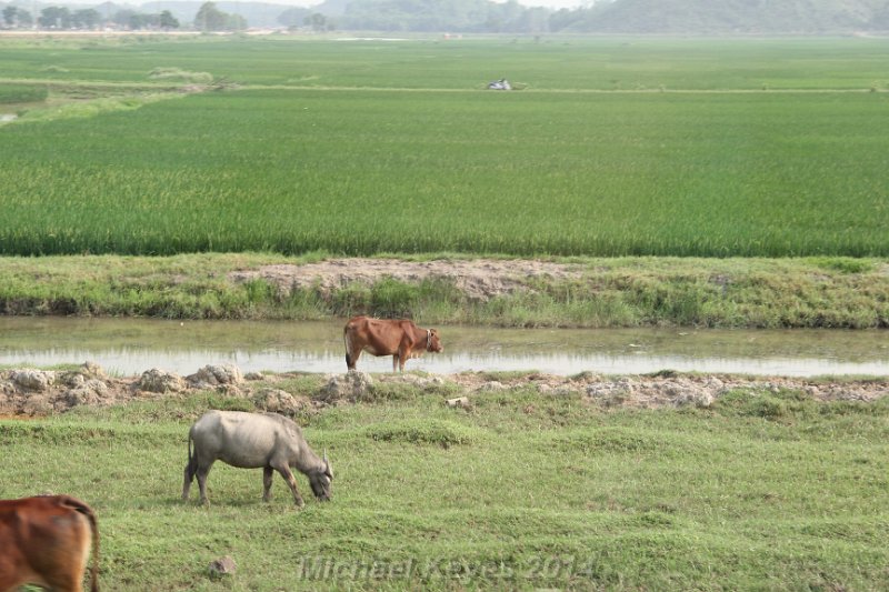 IMG_9319.JPG - Water Buffalo