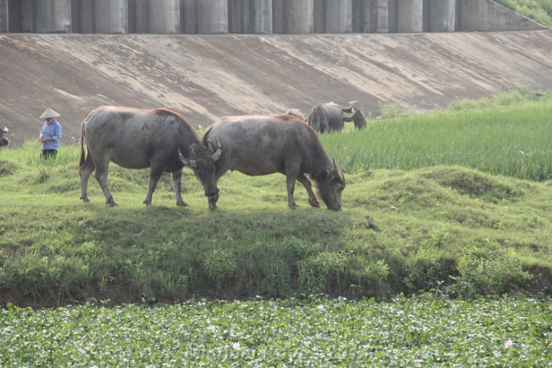 IMG_9334.JPG - Water Buffalo