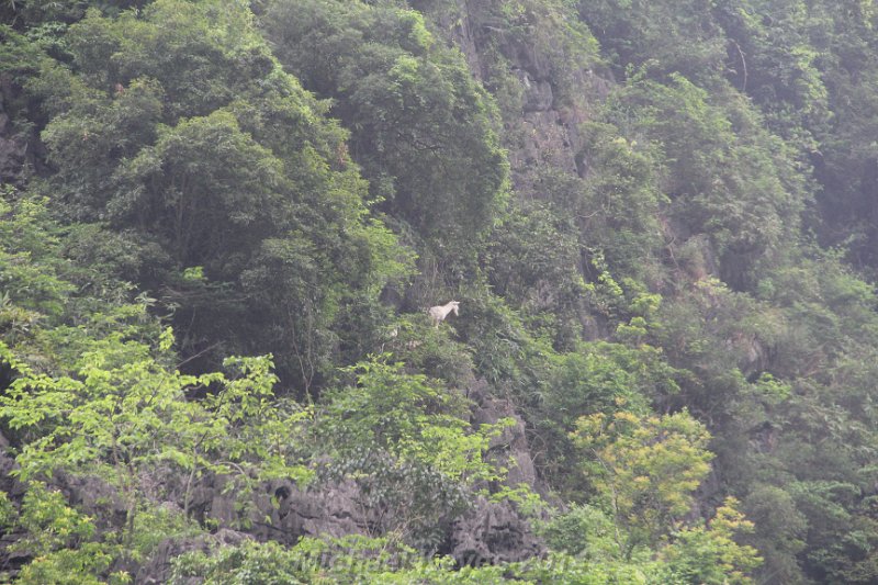 IMG_8914.JPG - Tam Coc, mountain Goat in the distance