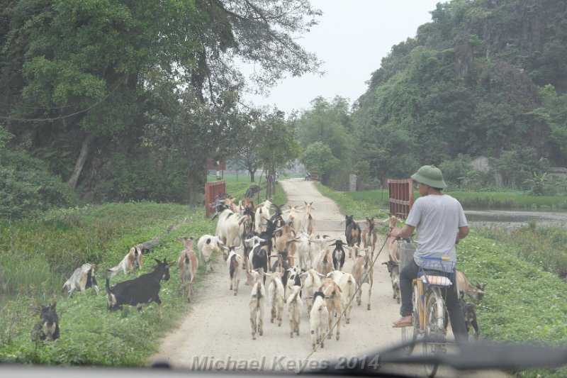 IMG_9095.JPG - Heard of Goats, well, this was a slow Herd