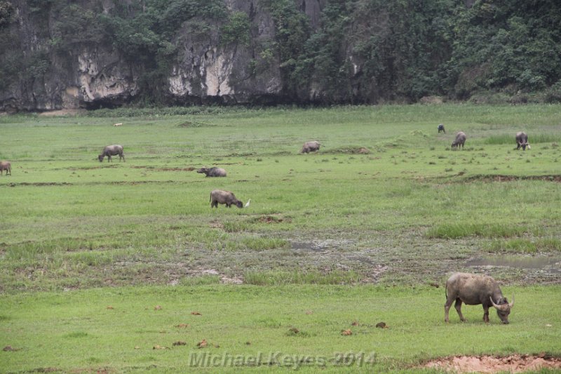 IMG_9526.JPG - Lots of water Buffalo