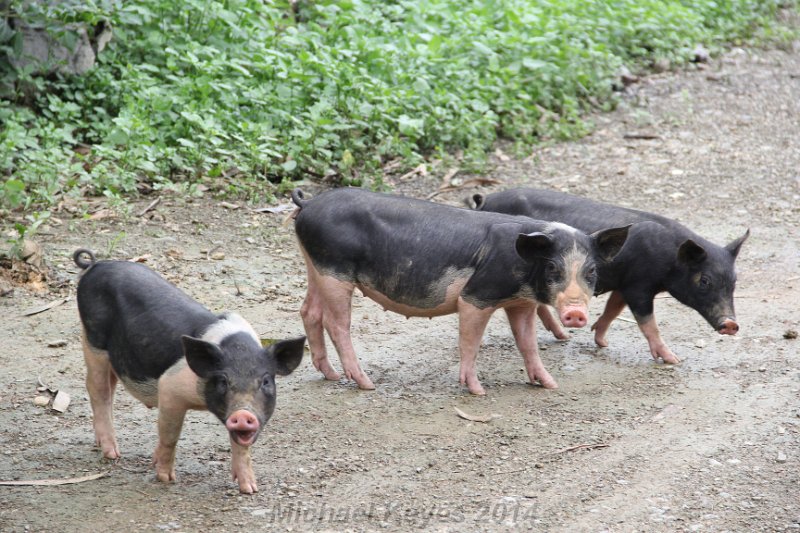 IMG_9614.JPG - Not so wild pigs