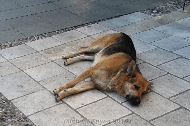 IMG_5743.JPG - This dog reminded me of my dog Alfie!.  We found him this day and also on the day of our Return to bodrum!  