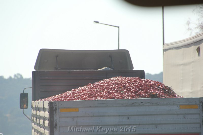 IMG_5492.JPG - Truck load of Fresh tomatos... I haven't had tomatos like we had in Turkey , since I grew my own. Think about Hot House tomoatos and then Remember this Truck... SOOO  good!