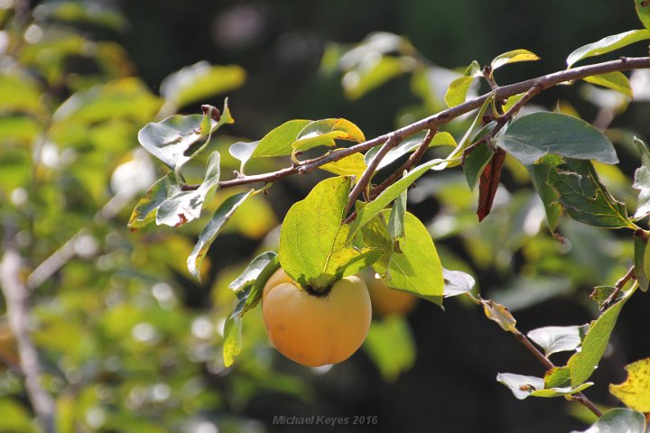 IMG_1650.JPG - Reach out to pick your fruit