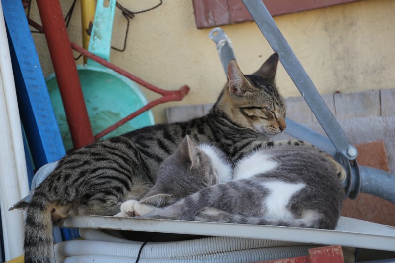 IMG_0245.JPG - Cats at the top of Symi!